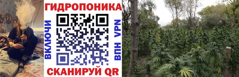 Каннабис OG Kush Звенигород
